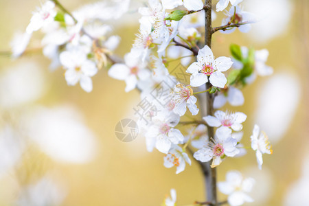 春花开白花图片