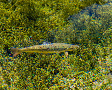 照片显示一条虹鳟鱼在清澈的湖水中图片