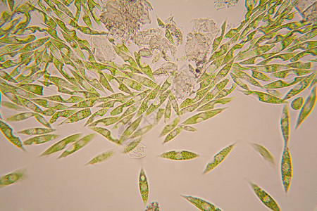 来自池塘的微生物EuglenaGr图片