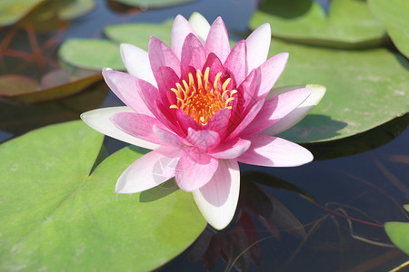 清晨开花的池塘里有粉红莲图片