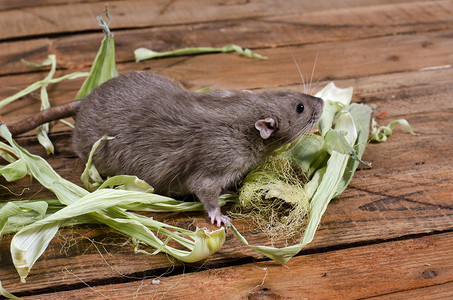 玉米叶子上旧木桌上的装饰老鼠背景图片