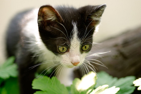 一只小猫咪的特写图片