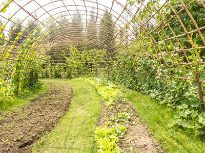 蔬菜花园和竹隧道的卷子供图片