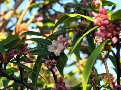 冬季DaphneodoraDaphne灌木上的单一开放的粉红花朵图片