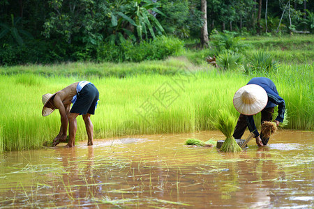 泰国农户家庭务农除去绿树苗种植在稻图片