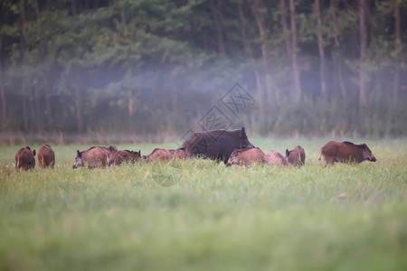 野猪家族在一片空地的迷雾中图片