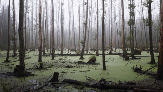 森林中迷雾沼泽的全景图片