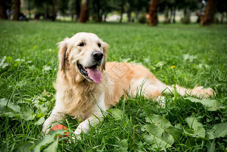 有趣的金毛猎犬在绿色草坪上休息图片