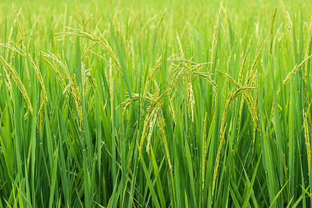 大米芽准备在大米田种植有选择图片