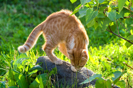 绿草小猫图片