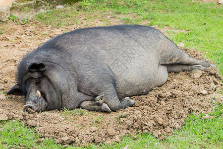 一只沉睡的野猪图片素材