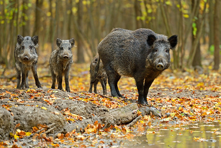 秋天森林里的野猪图片