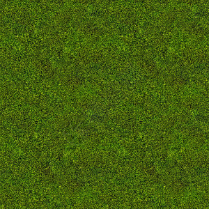 绿色苔藓背景的微距照片图片素材