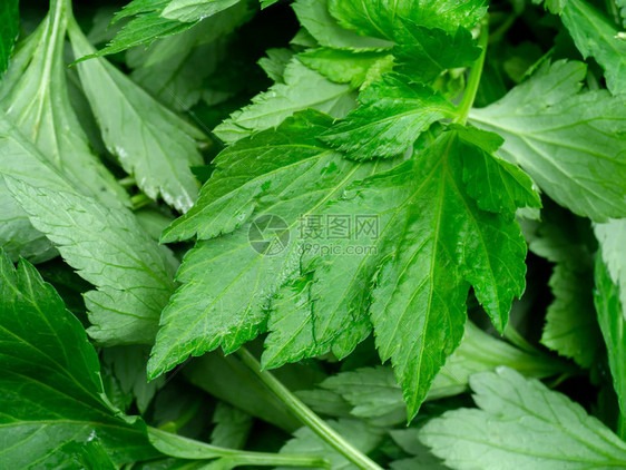 白杯脂植物阿特米西图片