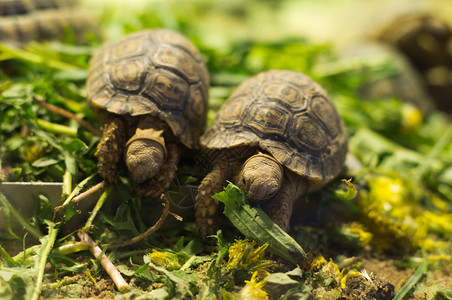 两只小乌龟在动物园里吃东西背景图片
