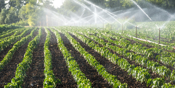 在绿色领域的灌溉系统图片