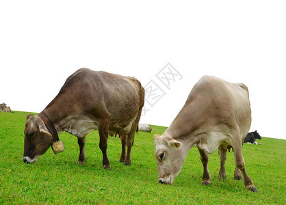 在草原上养牛群白图片