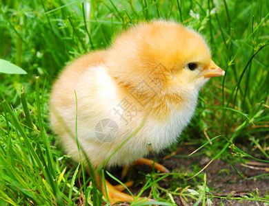 鸡,鸭,鱼肉草地上的小鸡背景
