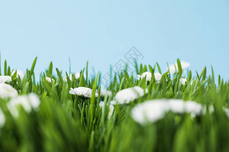 蓝色上孤立的甘菊和草地景观图片