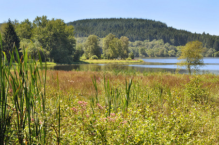 湖边泥炭地的绿色植被图片
