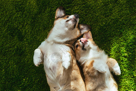 两只可爱的野狗在绿草坪上铺设图片