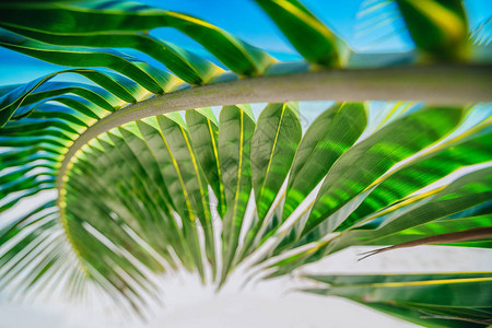 棕榈树叶和热带岛屿海滩图片