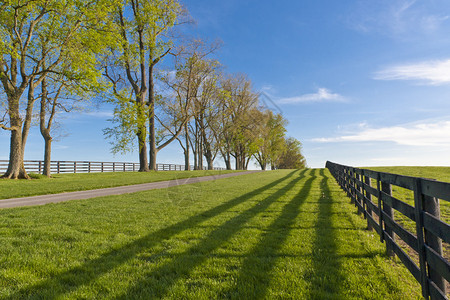 春天的马场绿色牧场图片