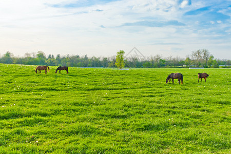 马场的绿色牧场夏季景观图片