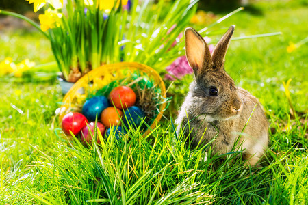 复活节兔子与鸡蛋在篮子里在图片