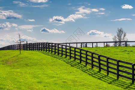 马场的绿色牧场乡村春天的风景图片