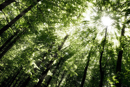 绿色森林绿叶树和阳光明的绿树图片