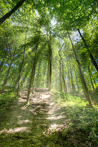 树林中小径的广角图像HDR图像图片