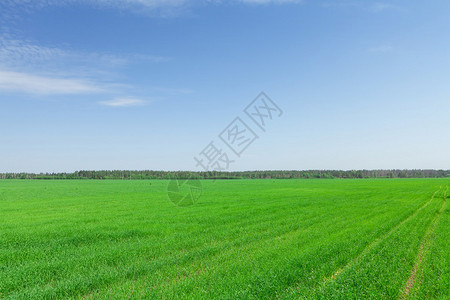 绿草场和蓝天的夏日风景图片