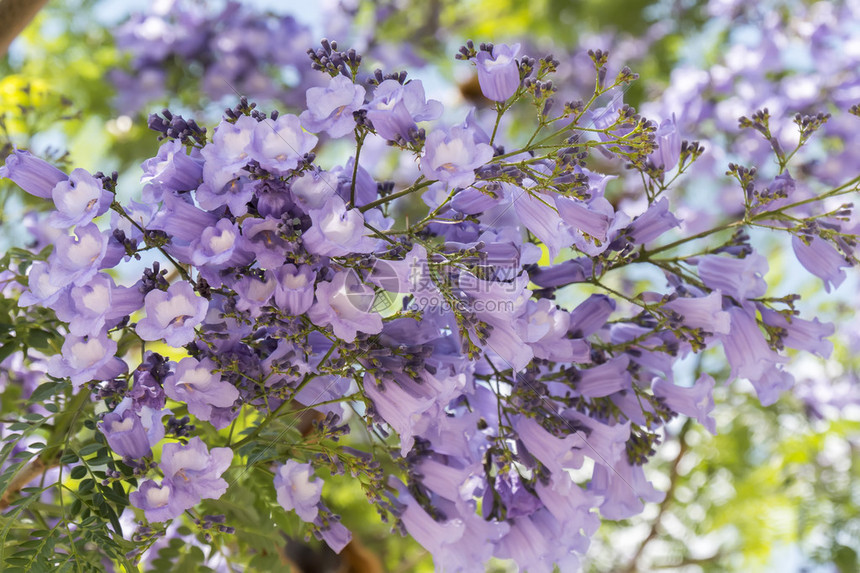 蓝花楹树花图片