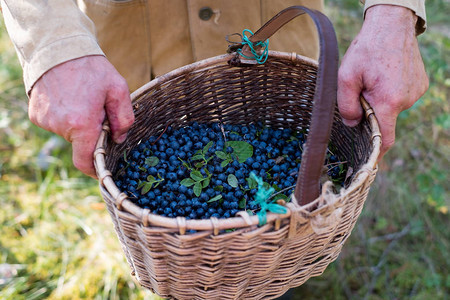 新鲜蓝莓背景篮子在森林中采集浆图片