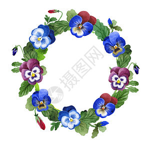 蓝色中提琴框架花卉植物花绿叶植物园花卉叶子水彩背景插图集框架图片