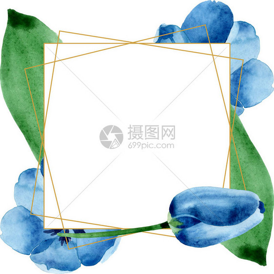蓝色郁金香花卉植物花孤立的野生春叶野花水彩背景插图集水彩画时尚水彩画框架边框图片