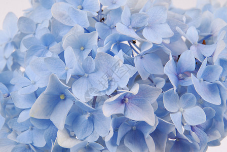 美丽的蓝色花朵背景自然颜色图片