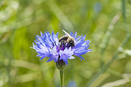 蜜蜂和矢车菊特写图片