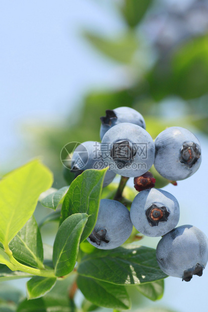 成熟的蓝莓灌木在夏天特写图片