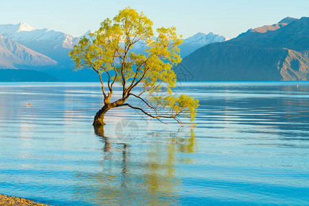 湖中生长的Wanaka树周围的水流是受人欢迎的旅游景点图片