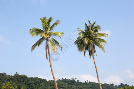 棕榈树瓦努阿图图片