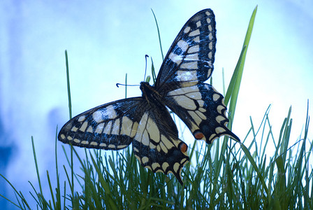 绿草上的蝴蝶蓝天图片