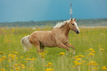这匹马在一片鲜花盛开的绿色田野上驰骋背景图片