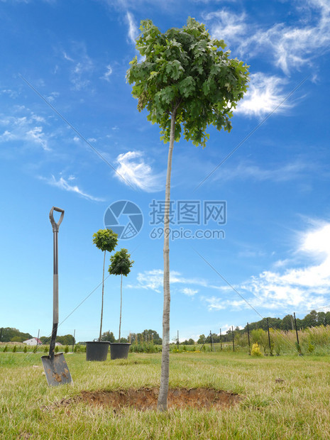 三棵橡树被种植到地里图片