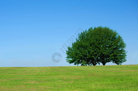 绿野上的大树背景图片
