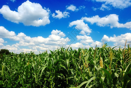 多云蓝天上的玉米田图片