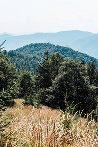 绿树和山脉附近的金色田野图片