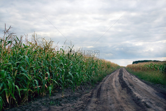 Cornfield农业图片