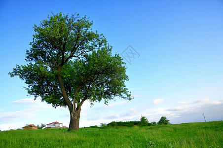 登高远景,大绿树和新鲜的领域背景
